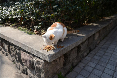 与中央大猫咪的邂逅，开启了一场生活与艺术的奇遇之旅