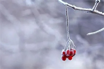 大雪节气过后，接下来的青岛人......