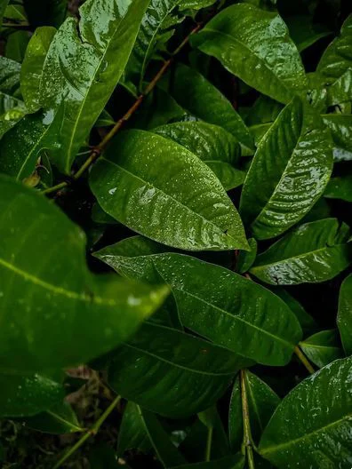 今日谷雨｜春天的最后一次回眸