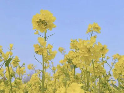 疫散花开，Soway与你奔赴花海！