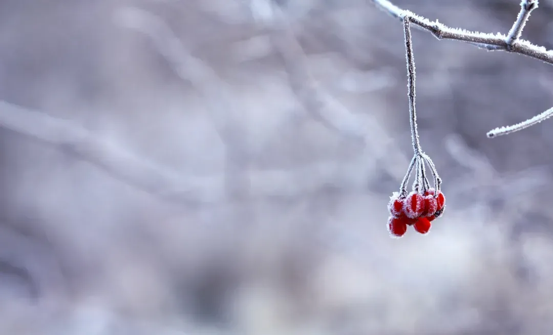 大雪至，仲冬始